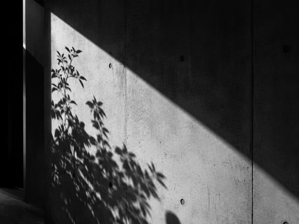 Sunlight and plant shadow falling across a raw concrete wall